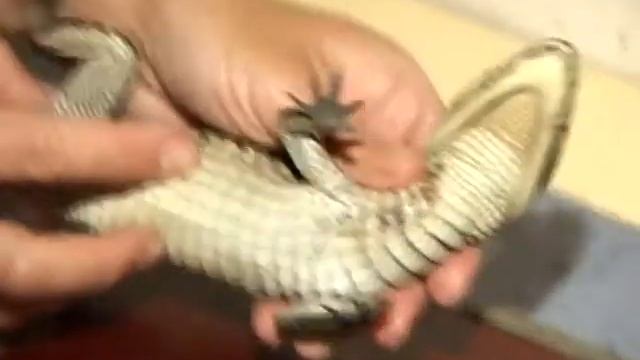 Телевизионная программа 