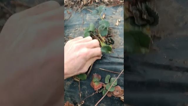 чистка клубники #сельхоз #деревня #сельскоехозяйство#?