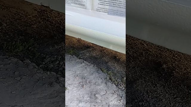 Радость в саду