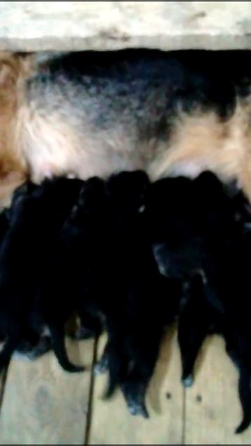 10 июня 2016 г.