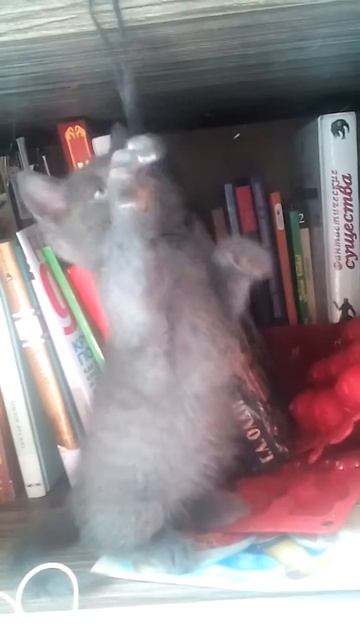 Котёнок Сима пытается стоять на задних лапах