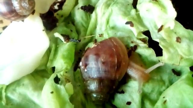 Наше первое видео! Ох и Ах