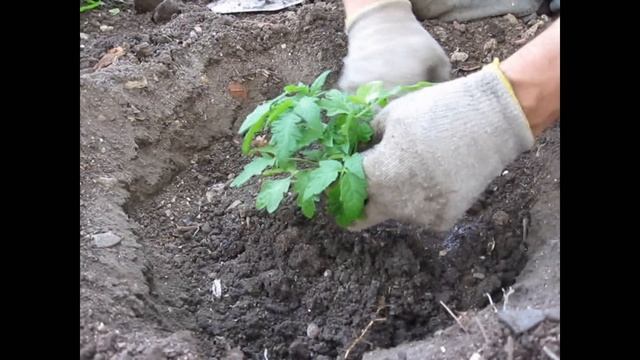 Посадка рассады помидор. Planting Seedlings Tomato.