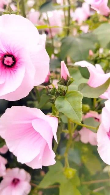 Осень #nature#урал#природамать#цветы#сентябрь#земля#дома