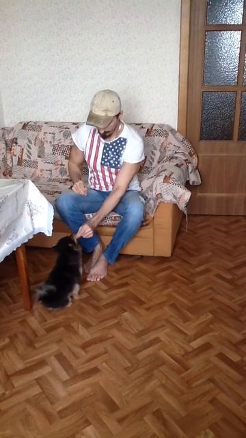 Щенок Шпица, 3 месяца, команды жестами.
