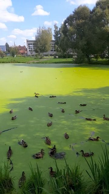 утки на пруду...