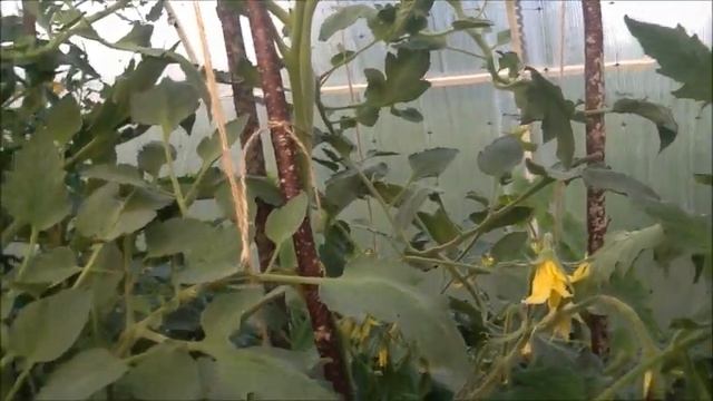 Рассада помидор, с подсветкой . Часть 2 .  90 дней.