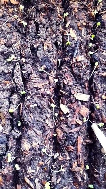 Рассада петунии, если они легли надо поднять! Якутск. М