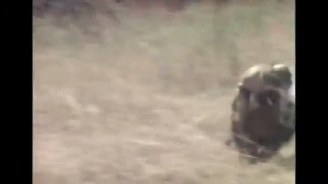 Обезьяны сбегают на кабане )угар