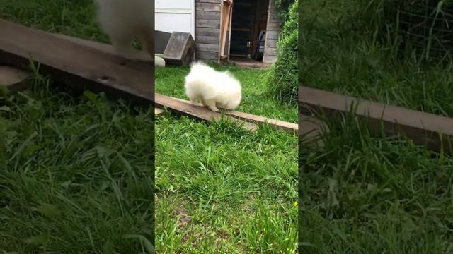 Шпицы померанские 3 девочки