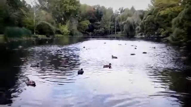 ( AZERI SUPER TOY WEDDING )Agcabedli Balasi ЭЛЬВИН АНД ИЛАХЕ