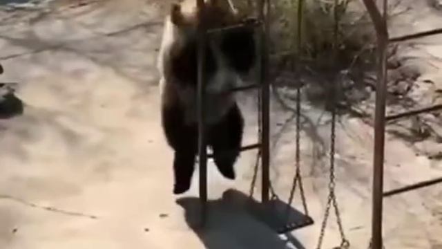 Танцующий медведь!