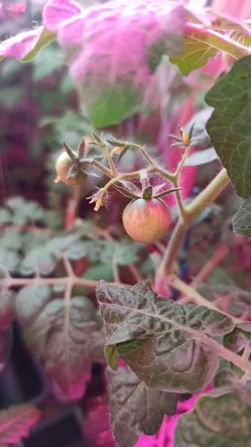 Домашний помидор 🍅