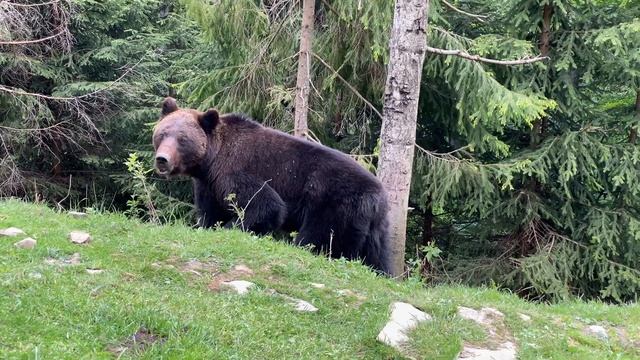 Карпатский центр реабилитации медведей, Синевир