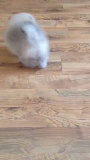 Асти и Артик