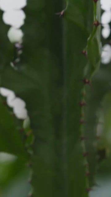 Пересадка Эуфорбии Акруренсис 🪴#растения #plants #озеле?