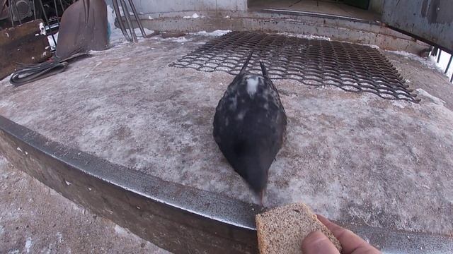 Железнодорожный голубь Кеша.