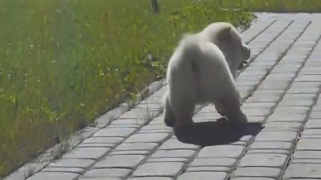 Мое измененное видео