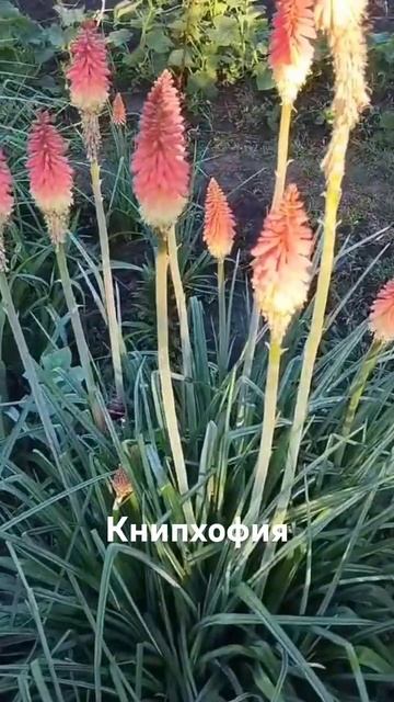 многолетнее растение - книфоффия или книпхофия #shortvideo