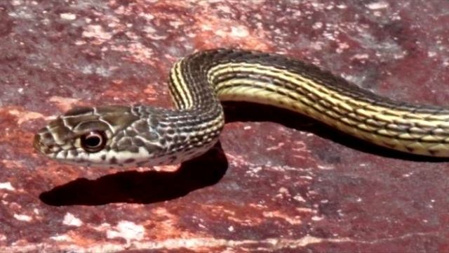 Девочка играла с доберманом. Внезапно пёс оскалился на малышку. Произошло ужасное!