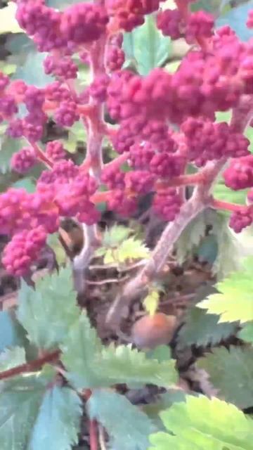 мой огород #garden #ташкент #гортензиякрупнолистная #сад #