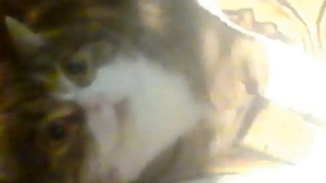 Мой кот Граф. Часть 1.