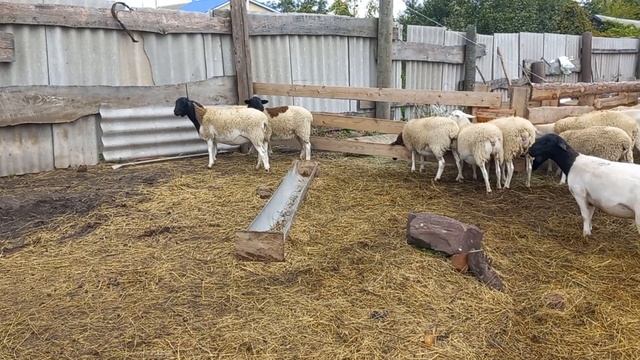 ДОРПЕР, кросс дорпера, ярочки, кросс катадина