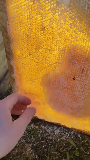 застряли в сотах😔 #short #dobrosot #bees