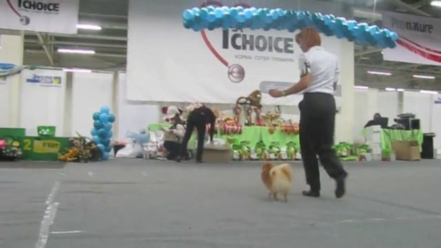 шпицМОНОсуки