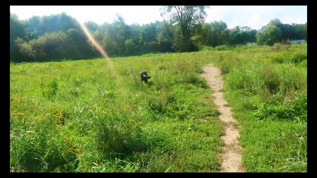 #vlog #суперкот #семействокошачьих☆КОТО ДЕНЬ☆ 4☆ 09☆ 2018 ☆ #VictoriaEstrin ☆