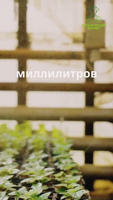 Как вырастить крепкую рассаду  #рассада #каквырастить