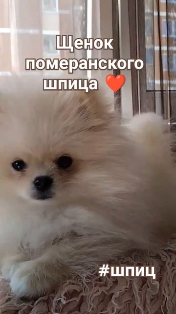 Щенки померанского шпица 2 месяца, собаки медвежьего типа #шпиц, #померанскийшпиц, #животные,