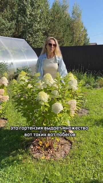 Самый недооценённый и не прихотливый сорт  гортензии -