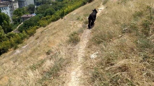 Гора. Кулики. Прогулка Роман-Кош Хьюго Баскервиль. 21.07.24