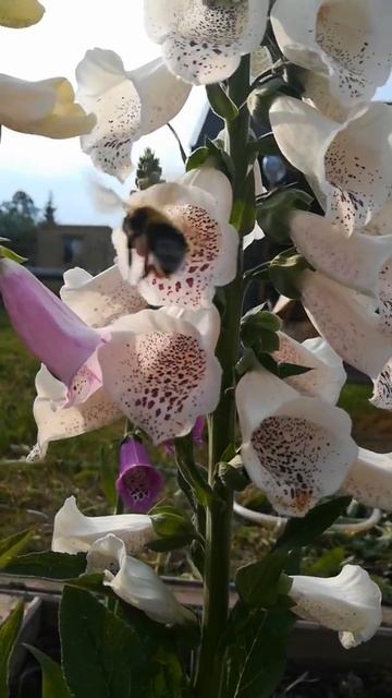 Наперстянка