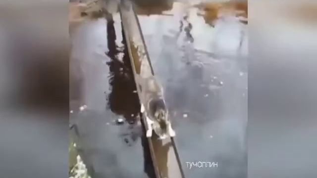 Смешные приколы на карантине | по пробуй не засмеятся))