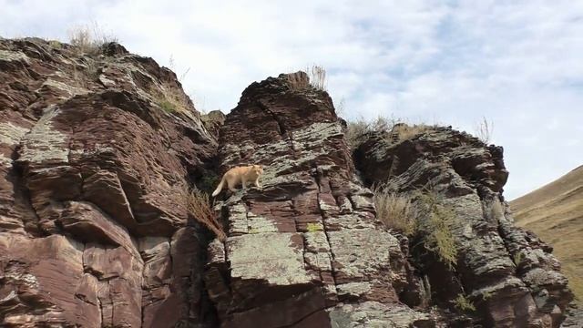 Томик на горе Тепсей