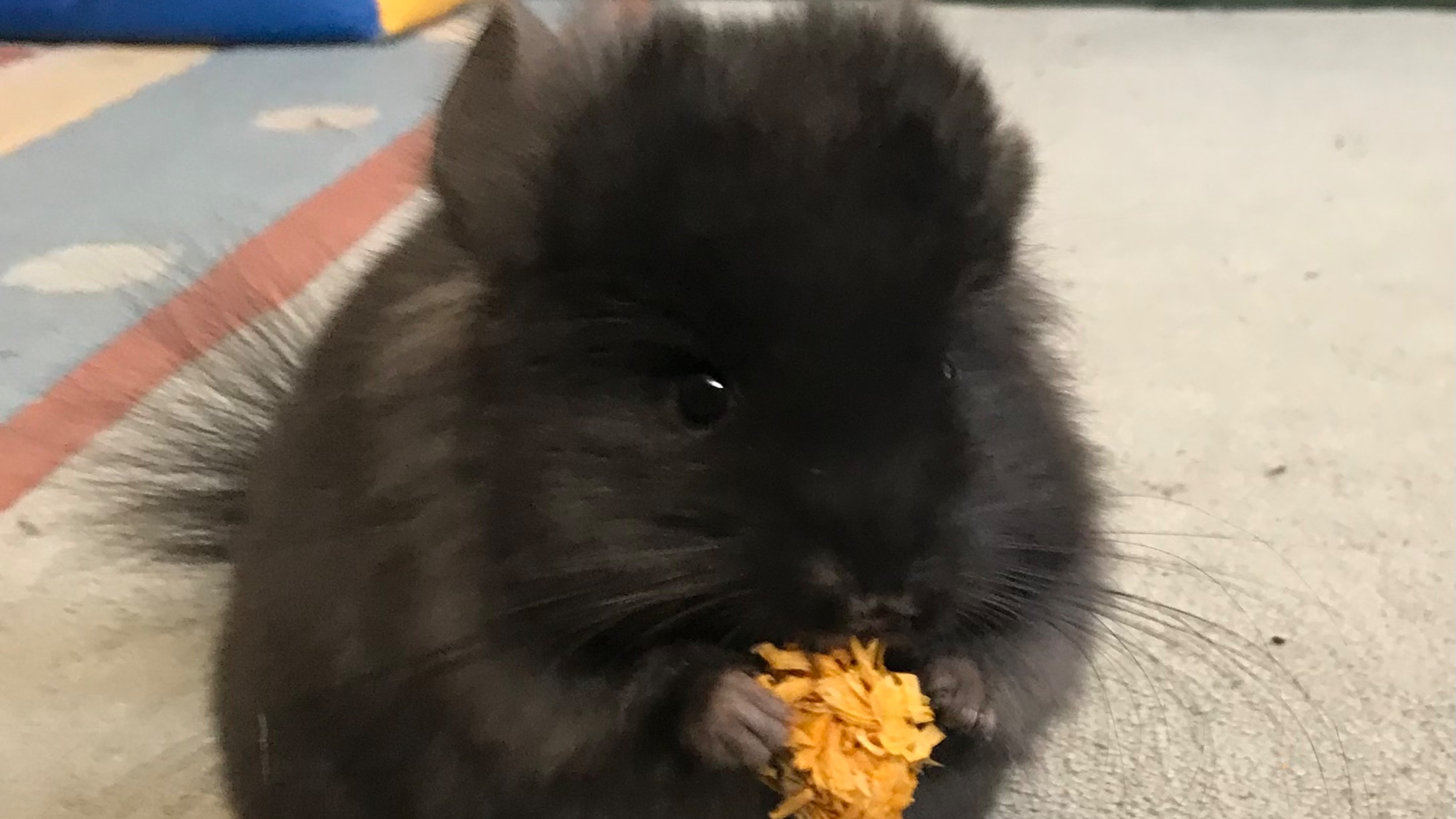 Шиншиллёнок Фаня