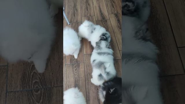 Наши будни.31.06.2023. Питомник Sharm_Nastic. В продаже щенки шпица. Ватсапп 89509081998