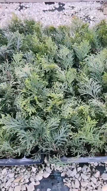 Пересадка рассады Туи из кассеты в горшки р9.