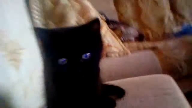 Ну кот дурак и псих