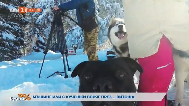 Мъшинг или с кучешки впряг на Витоша - БНТ