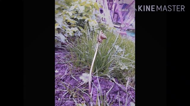 Злато одуванчик  (без слов) #хипхоп