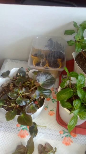 Бегония гибридная MegaWatt Pink Bronze Leaf