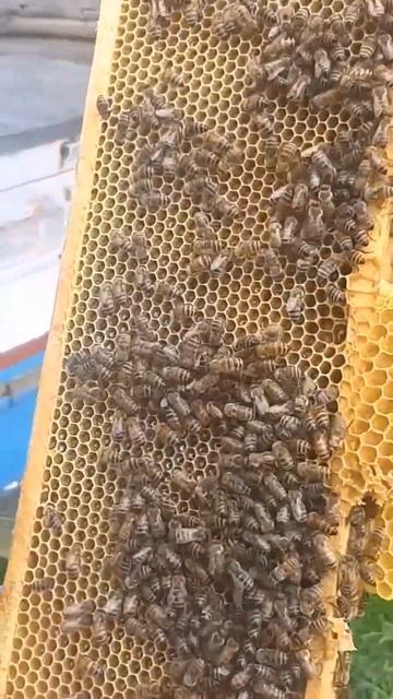 Первый ранний МЁД! #пчеловодство #пчелаглу #пчеловодство2023