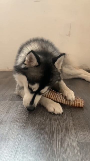 Скрестили шпица и хаски?? КААК?? 😱 #shorts #собаки #хаски