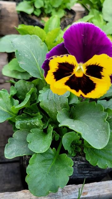 Анютины глазки