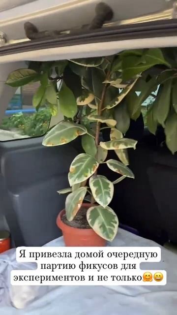 Попробуете угадать названия этих фикусов?🤗 #plants #фику