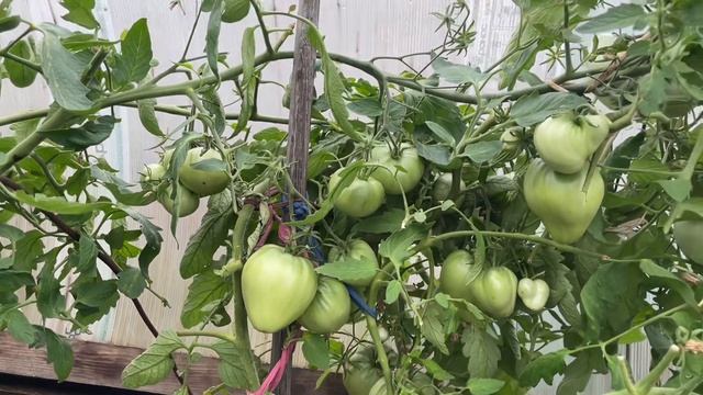 Сибирь. Частичный обзор цветов. Обзор и дегустация томата - сорт Данко.