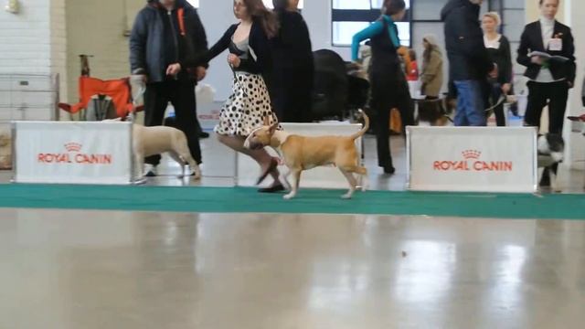 Сангелсбул Жанна Д*арк